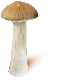las esporas de Psilocybe cubensis King Cambodia imprimir